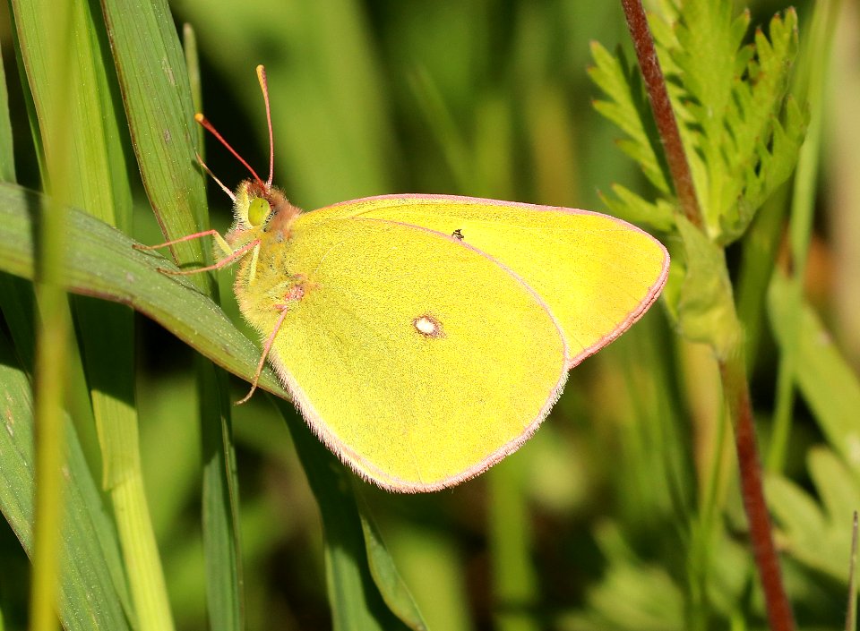 SULPHUR, WESTERN (Colias occidentalis) (6-25-2018) grant co, or -02