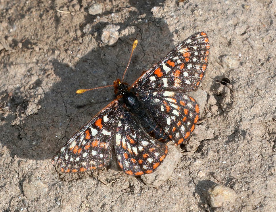 CHECKERSPOT, EDITH'S (Euphydryas editha) (7-19-2020) 9600 ft, togwotee pass, teton co, wy -01