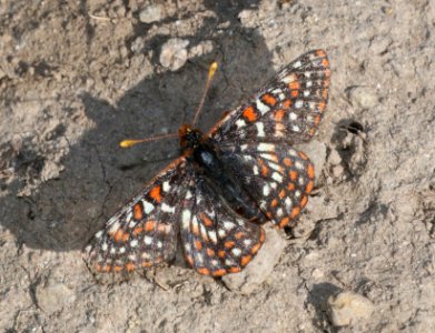 CHECKERSPOT, EDITH'S (Euphydryas editha) (7-19-2020) 9600 ft, togwotee pass, teton co, wy -01