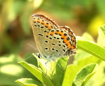 BLUE, MELISSA (Lycaeides melissa) (6-12-2018) custer co, mt -01