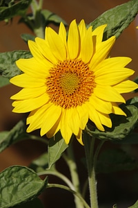 Blossom bloom sun