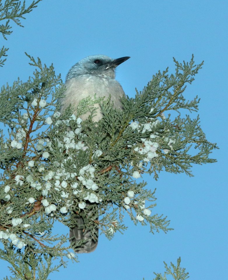 643 - MEXICAN JAY (11-13-2018) cave creek, cochise co, az -05