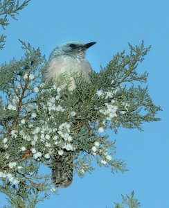 643 - MEXICAN JAY (11-13-2018) cave creek, cochise co, az -05
