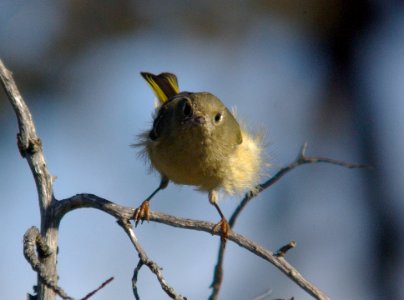 KINGLET, RUBY-CROWNED (11-15-07)-1 photo