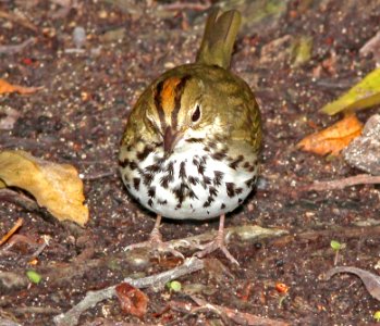 796 - OVENBIRD (3-7-13) key west tropical forest and botanical garden, key west, monroe co, fl  (7)