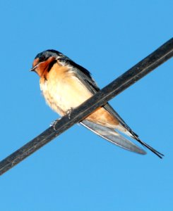 669 - BARN SWALLOW (6-25-13) patagonia, scc, az -01