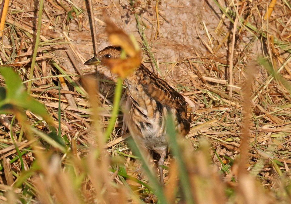 234 - YELLOW RAIL (11-3-2016) thornwell, jefferson-davis parish, la -03