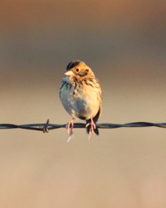 885 - BAIRD'S SPARROW (10-3-2015) san rafael grasslands, santa cruz co, az -03