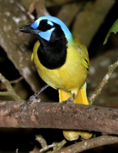 636 - GREEN JAY (11-6-2016) laguna atascosa, cameron co, tx -04