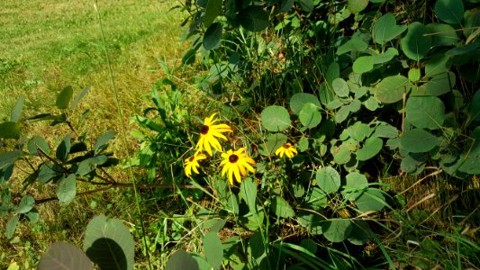 Yellow Flowers 2