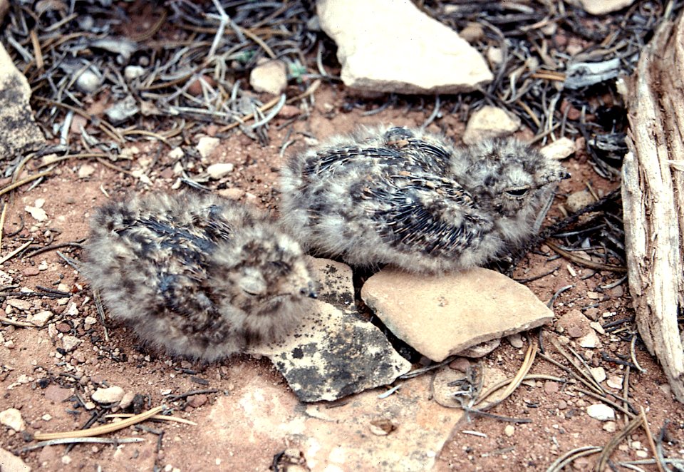 473 - COMMON NIGHTHAWK (7-93) torrey, wayne co, ut (2)