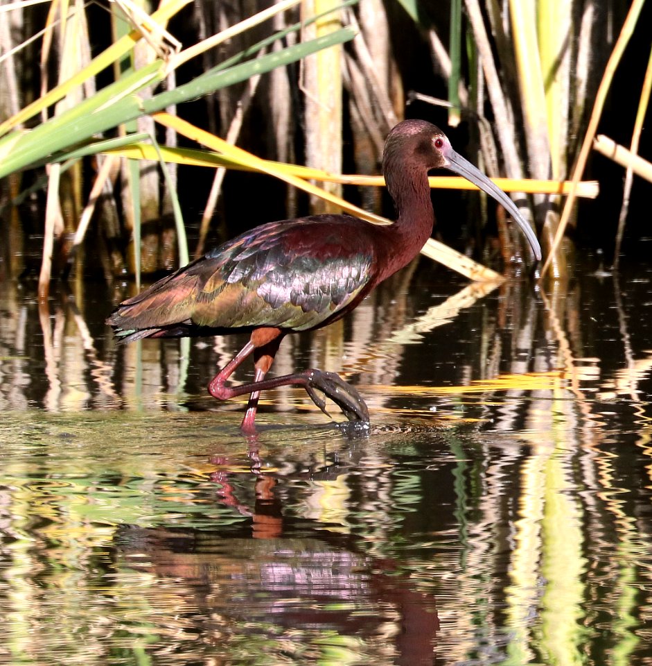 200 - WHITE-FACED IBIS (5-2-2017) patagonia lake, santa cruz co, az -09