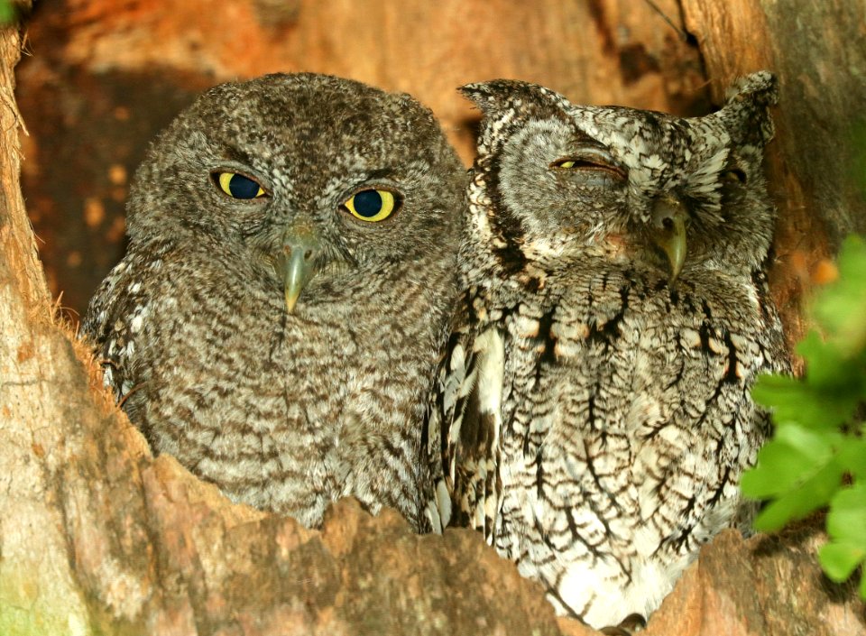 453 - EASTERN SCREECH-OWL (4-24-2019) quinta matzatlan, hidalgo co, tx -02