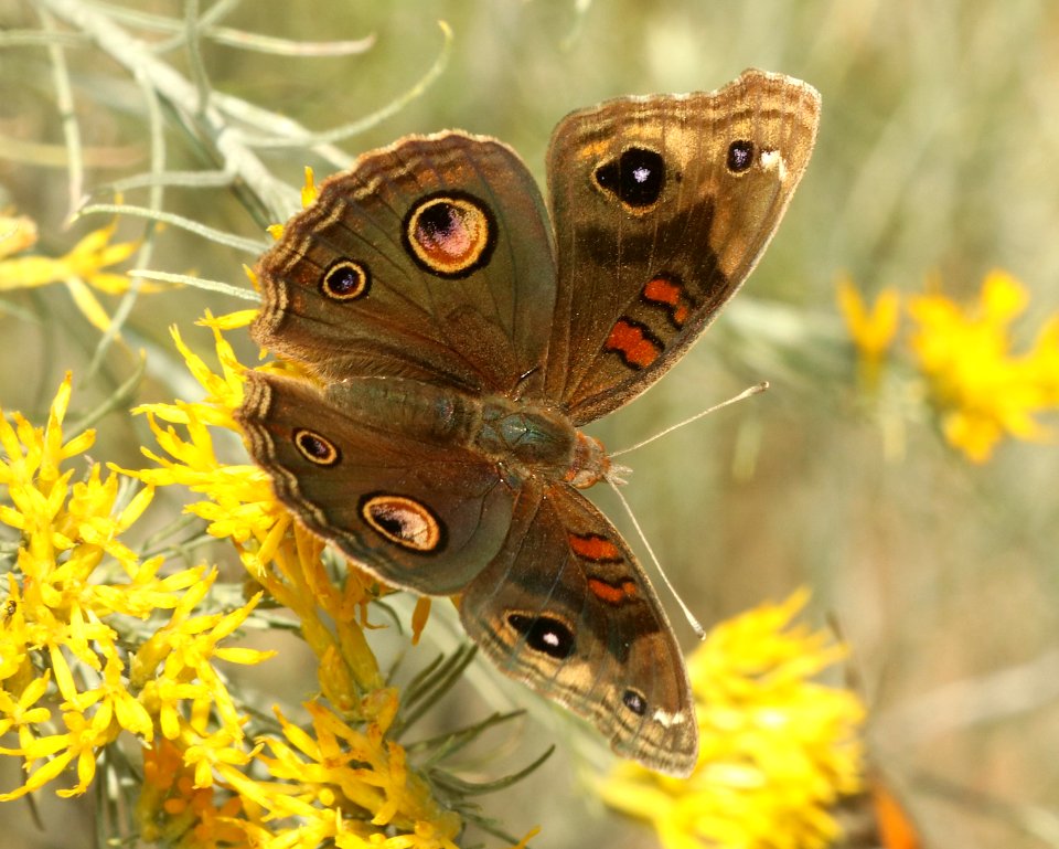 BUCKEYE, TROPICAL (Junonia evarete) (11-5-2018) harshaw road rabbitbrush patch, santa cruz co, az -01