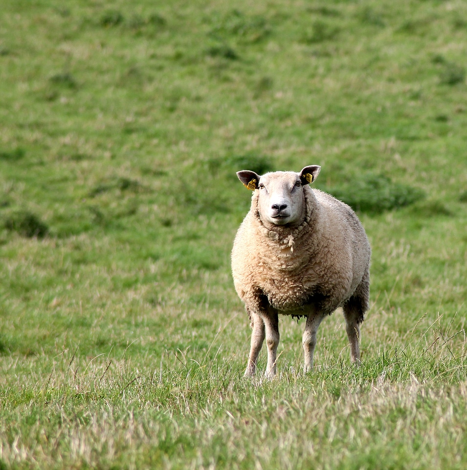 One agriculture ireland