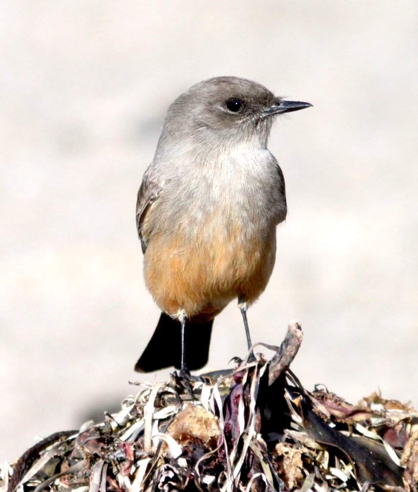 588 - SAY'S PHOEBE (11-23-09) estero bluffs state park, slo co, ca - Copy
