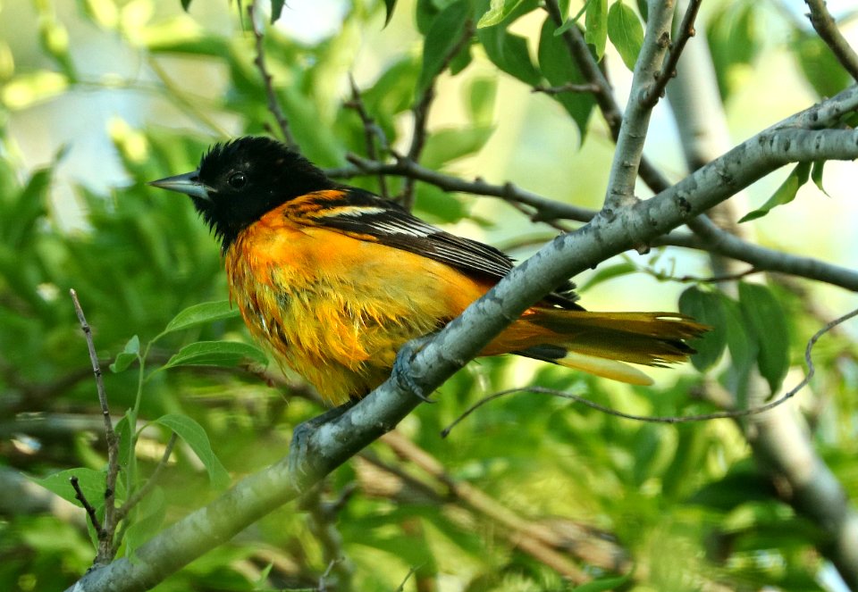 951 - BALTIMORE ORIOLE (4-25-2019) quinta matzatlan, hidalgo co, tx -02