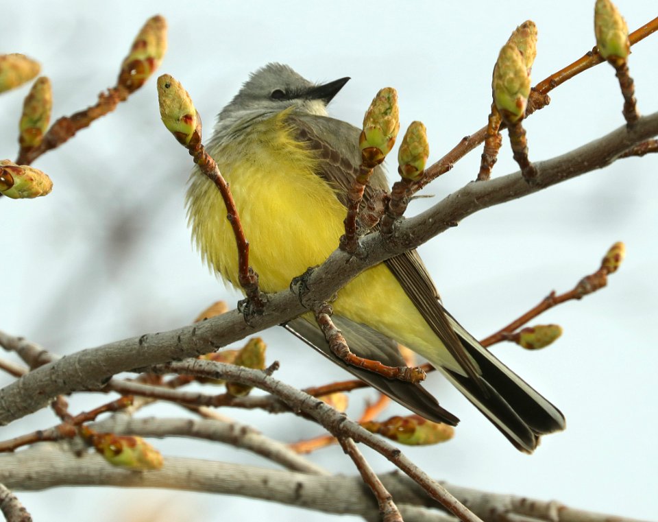 606 - WESTERN KINGBIRD (4-3-2019) tehachapi, kern co, ca -01