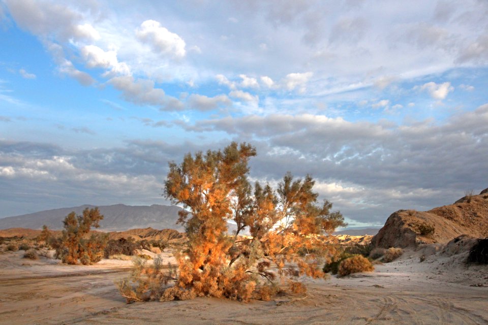 VALLACITO VALLEY CAMPSITE (1-6-2017) anza-borrego state park, san diego co, ca -5