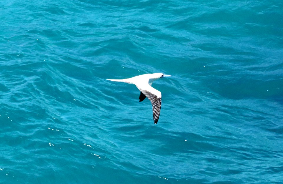 RED-FOOTED BOOBY (9-17-2017) makapu'u lookout, east coast oahu, hawaii -04