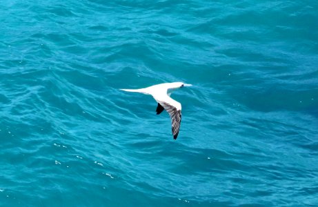 RED-FOOTED BOOBY (9-17-2017) makapu'u lookout, east coast oahu, hawaii -04