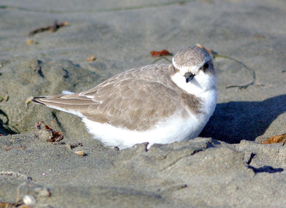 261 -  SNOWY PLOVER (12-21-07) slo co, ca (2)