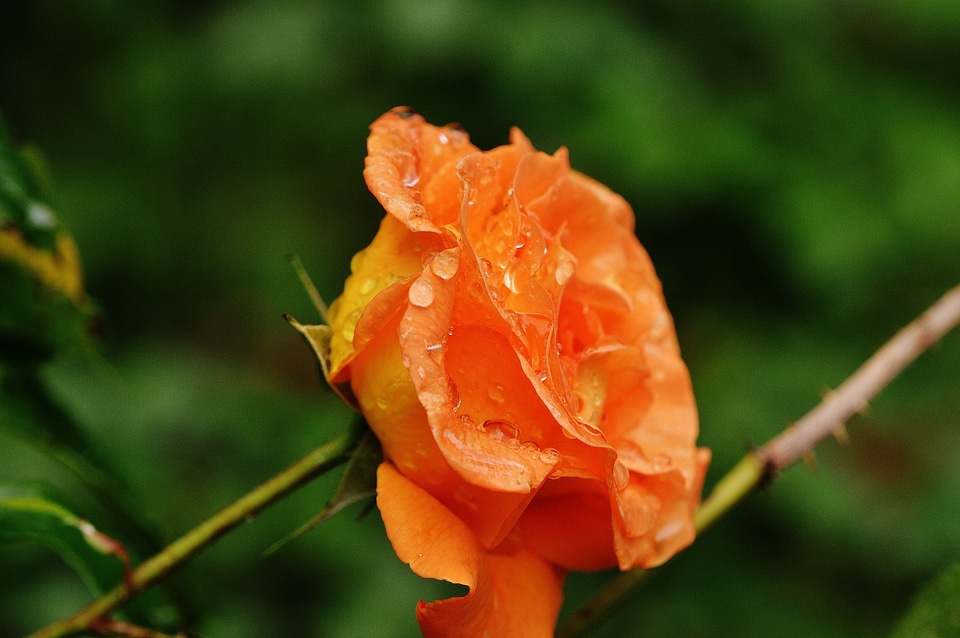 Rose bloom nature color