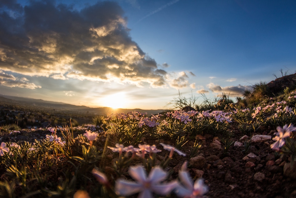 Bloom blossom pink