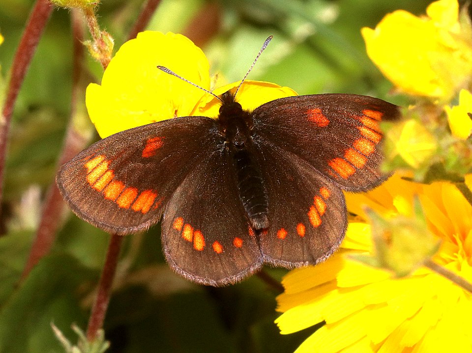ALPINE, YELLOW-DOTTED (Erebia pawloskii ethela) (7-20-2020) 10000 ft, bear tooth hwy, park co, wy -02