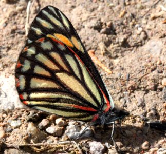 CHIRICAHUA WHITE (Neophasia terlooii) (11-1-11) female, sawmill cyn, huachuca mts, az -12