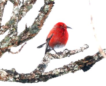 APAPANE (4-22-2018) kokee state park, kauai co, hawaii -01