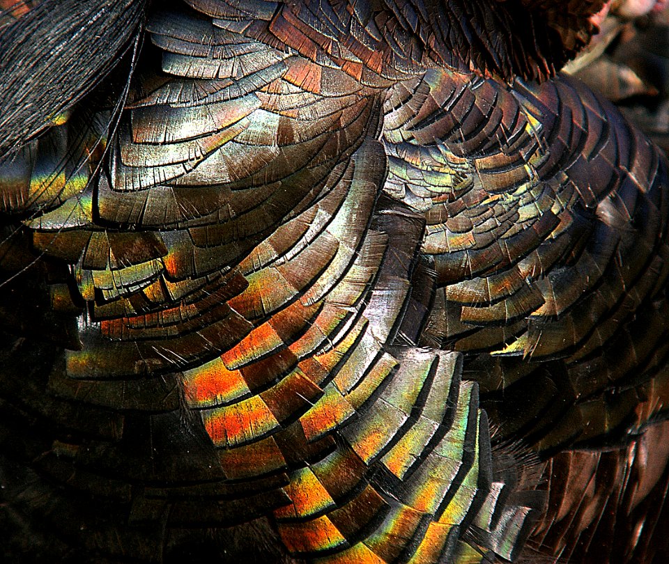 089 - WILD TURKEY (7-21-06) sloco, ca (2)