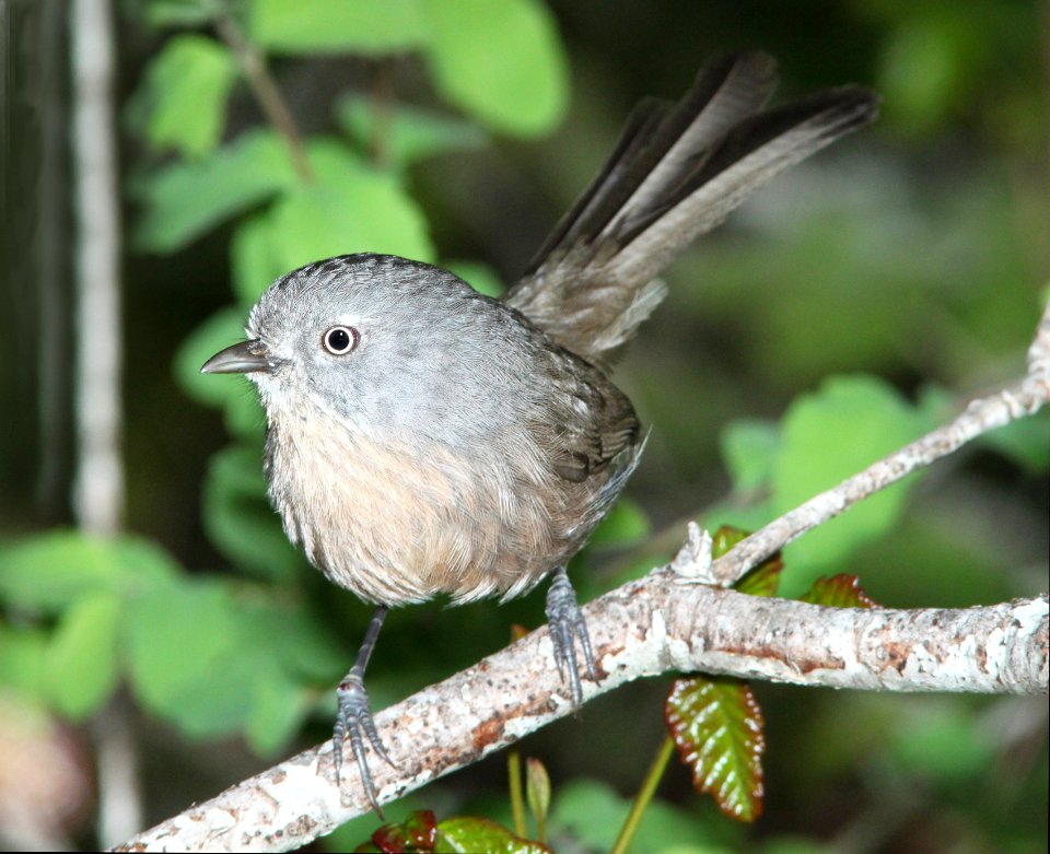 716 - WRENTIT (3-24-10) cerro alto cg rd, sloco, ca