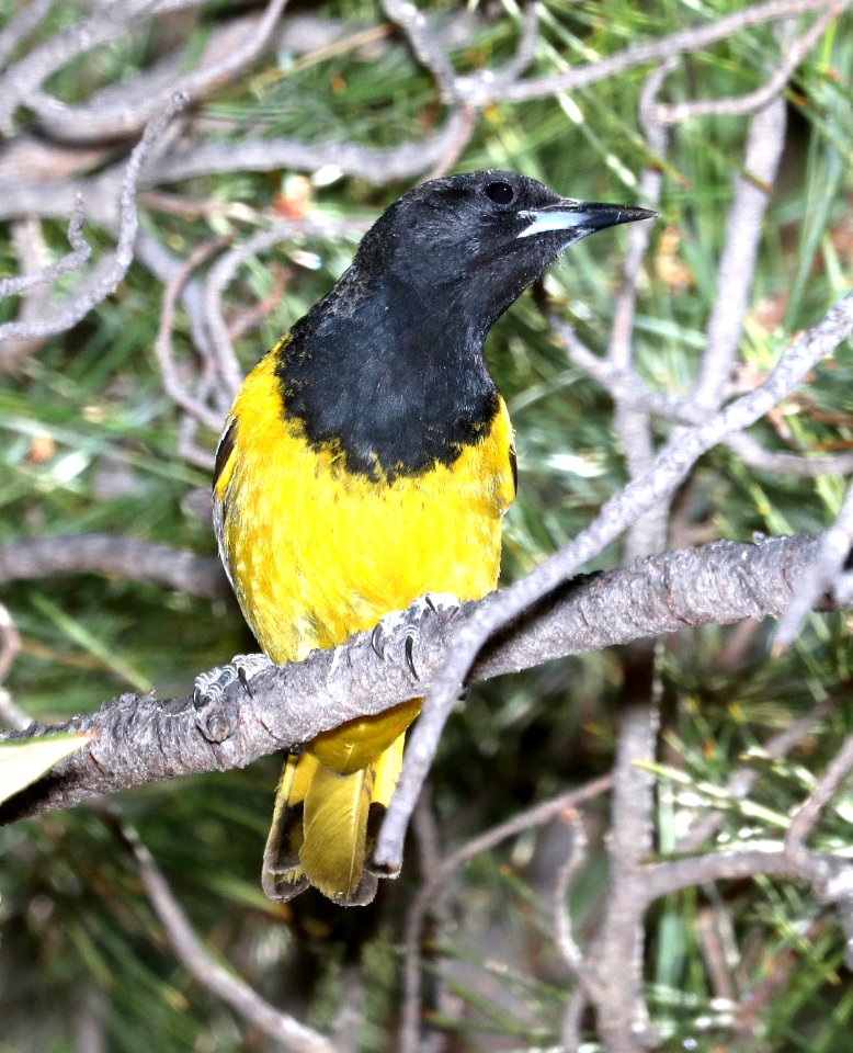 952 - SCOTT'S ORIOLE (4-19-2018) upper humboldt canyon road, patagonia mountains, santa cruz co, az -02