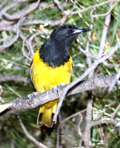 952 - SCOTT'S ORIOLE (4-19-2018) upper humboldt canyon road, patagonia mountains, santa cruz co, az -02