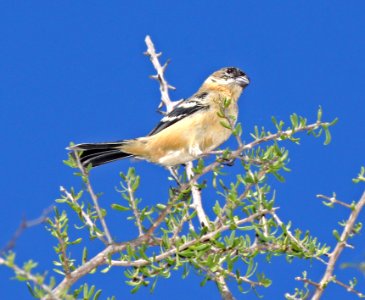 855 - MORELET'S SEEDEATER (2-19-2015) las palmas trail, justo penn park, laredo, webb co, tx -01