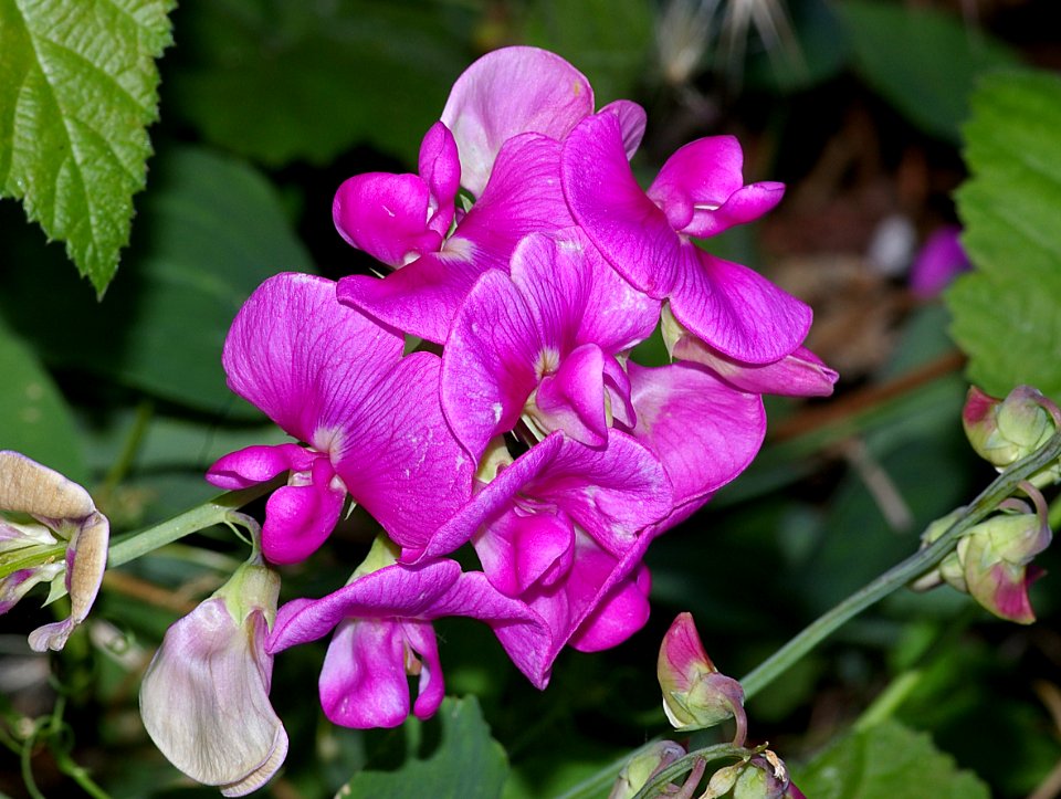 WILD PEA, sp (lathyrus, sp) (6-14-08) cerro alto c g area, san luis obispo co, ca