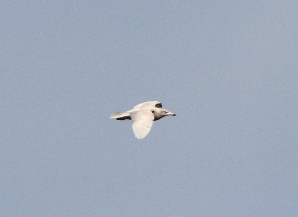 371 - GLAUCOUS GULL (11-17-2014) hy, patagonia lake, santa cruz co, az -17