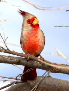 917 - PYRRHULOXIA (3-11-2020) hereford, cochise co, az -01