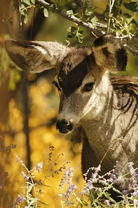 Wildlife mammal young