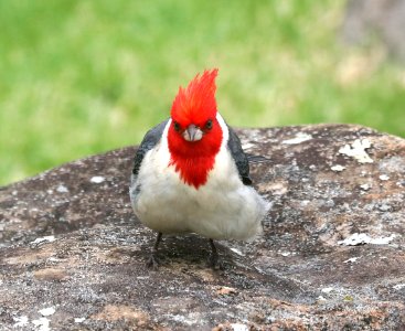 RED-CRESTED CARDINAL (4-23-2018) kokee state park, kauai co, hawaii  (5)