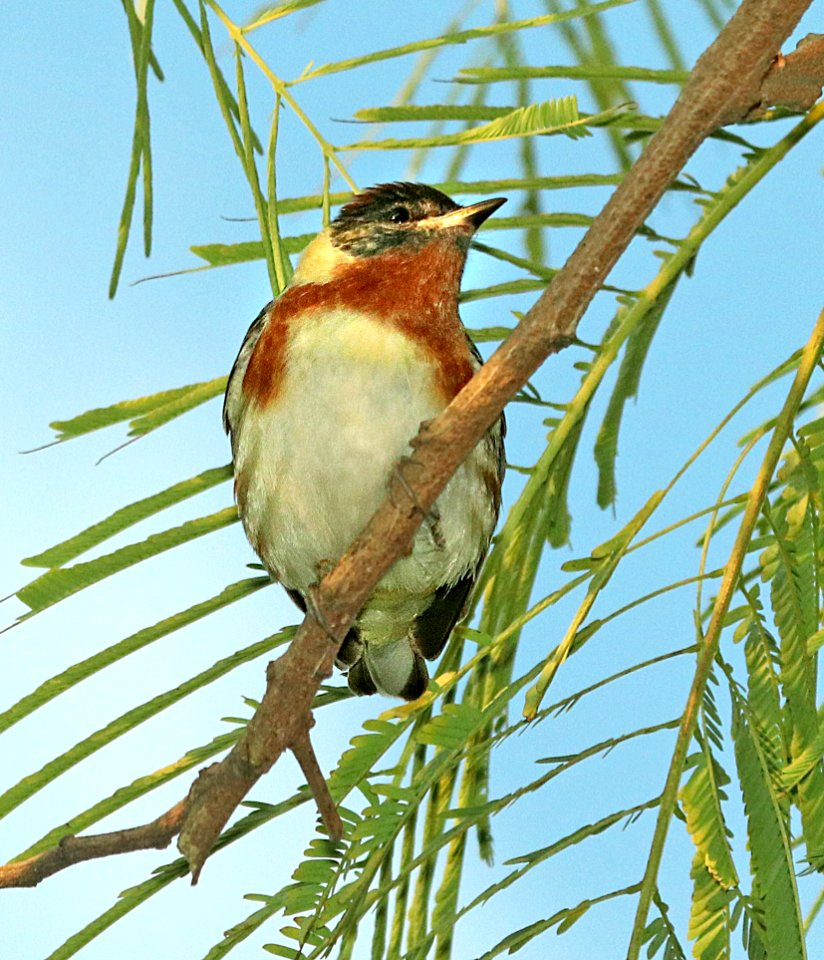 827 - BAY-BREASTED WARBLER (4-26-2019) convention center, south padre island, cameron co, tx -06