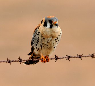 KESTREL, AMERICAN (4-14-07) carrizo plain nat monumentr, slo co, ca