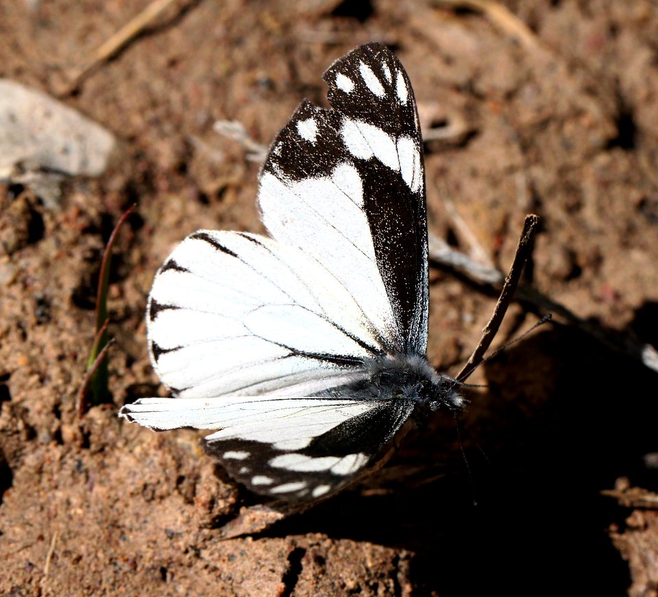 CHIRICAHUA WHITE (Neophasia terlooii) (11-1-11) male, sawmill cyn, huachuca mts, az -02