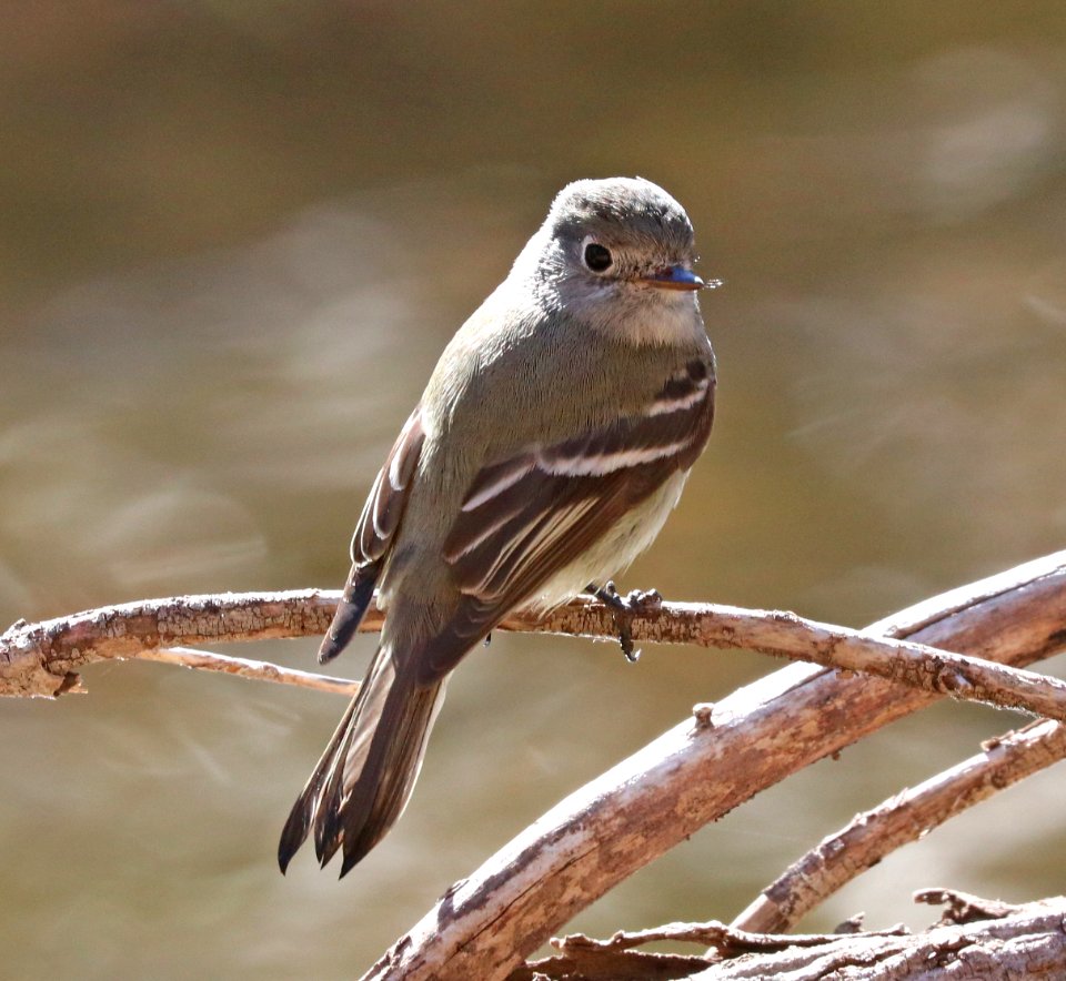 580 - HAMMOND'S FLYCATCHER (12-19-2020) below dam at patagonia lake, santa cruz co, az