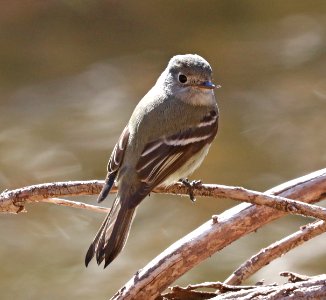 580 - HAMMOND'S FLYCATCHER (12-19-2020) below dam at patagonia lake, santa cruz co, az