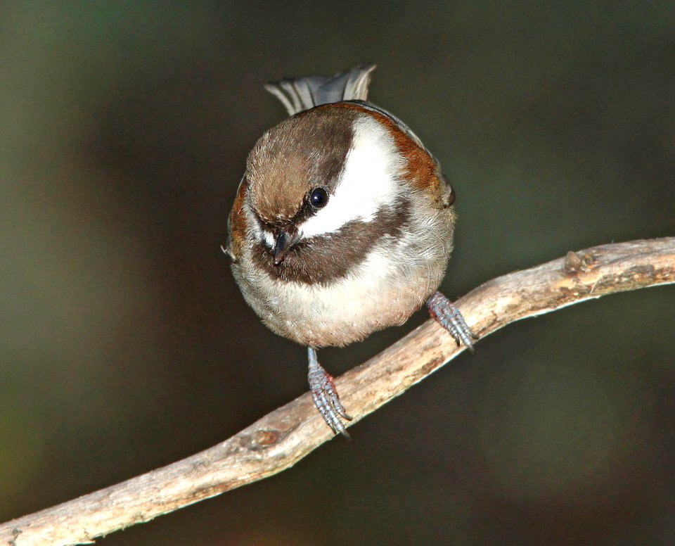 CHICKADEE, CHESTNUT-BACKED (12-27-11) boulder creek, santz cruz co, ca - 02