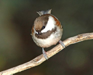 CHICKADEE, CHESTNUT-BACKED (12-27-11) boulder creek, santz cruz co, ca - 02