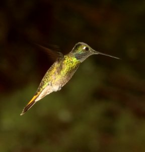 493 - RIVOLI'S HUMMINGBIRD (8-17-2018) madera canyon, santa cruz co, az -07