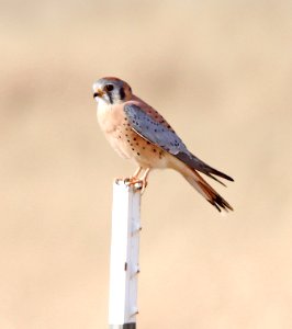 549 - AMERICAN KESTREL (11-15-12) san rafael grasslands, scc, az  (6)